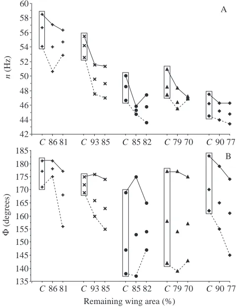 Fig. 3. Wingbeat frequency n (A) and stroke amplitude Φ (B) inrelation to wing area loss due to moult and air density reduction withheliox (order of individuals as in Fig