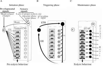 Fig. 8. A proposed general scheme for the sequence interactions that underlie the transition between pre-ecdysis and ecdysis behaviours