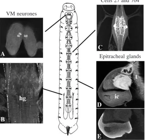 Fig. 1. Drawing of a moulting second-instar larva of Manduca sextashowing the cells that are involved in ecdysis control