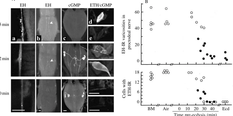 Fig. 2. Timing of the endocrine events during the period leading up to ecdysis of second-instar larvae of Manduca sextafrom larvae that were early (15min) or late (32min) in pre-ecdysis behaviour and at ecdysis (50min): a, EH immunoreactivity in a segment 