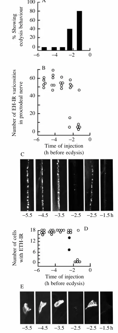 Fig. 4. Development of sensitivity of endocrine centres to injectionsof EH at various times during the moult to the second larval stage.(A) Percentage of larvae showing ecdysis behaviour within 60 minafter injection