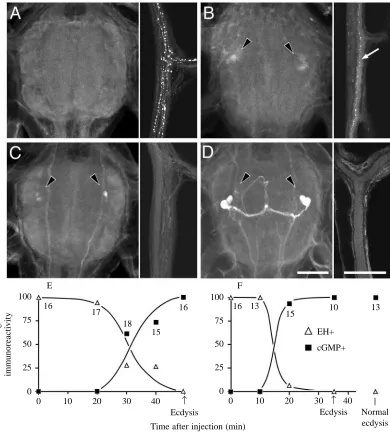 Fig. 6. Time course of EH depletion from the proctodeal nerves and the appearance of cGMP immunoreactivity in the cell 27/704 group afterinjection of pharate ﬁfth-instar larvae with EH or Inka cell peptides