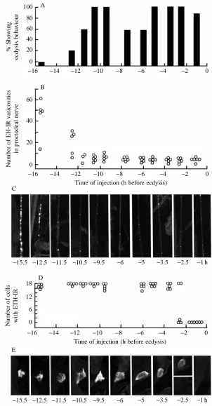 Fig. 7. Development of sensitivity of endocrine centresto injections with extracts of Inka cells (0.1 prepupal cell(C) Confocal images showing examples of the EHimmunoreactivity present in the proctodeal nervefollowing extract injection at the indicated ti