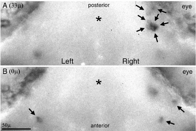 Fig. 3. A typical set of optical sections usedfor three-dimensional plots such as that in Fig.