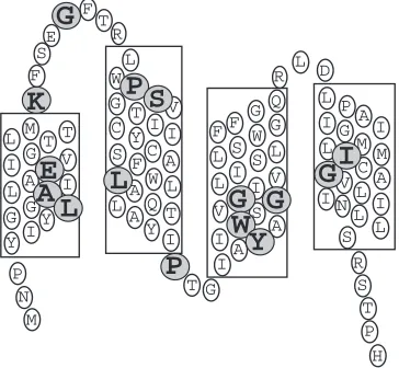 Fig. 1. Model of the secondary structure of EmrE. The model shownis based on the hydropathic proﬁle calculated according to Engelmanet al