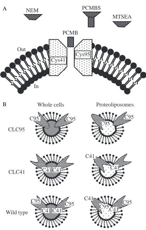 Fig. 3. The substrate translocation pathway in EmrE. (A) Two domainscan be distinguished in the substrate translocation pathway: one of themis only accessible to substrates