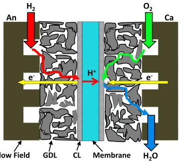 Figure 1.1 - Schematic of PEM fuel cell components and operation. Not to scale. 