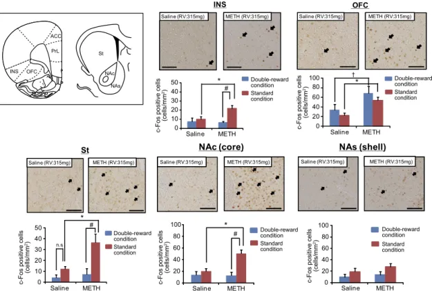 Fig. 2 and Fig. S8 show the estimated parameters for each group. Regarding the standard condition, we observed significant differences between groups in regard to the motivational value parameters for large reward and empty outcome, as well as the inverse 