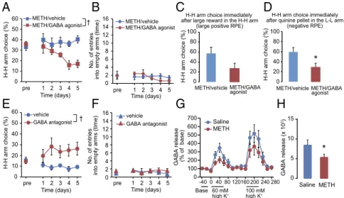 Fig. 4. Dysfunction of the GABA system in the INS of METH-treated rats is involved in altered decision-making