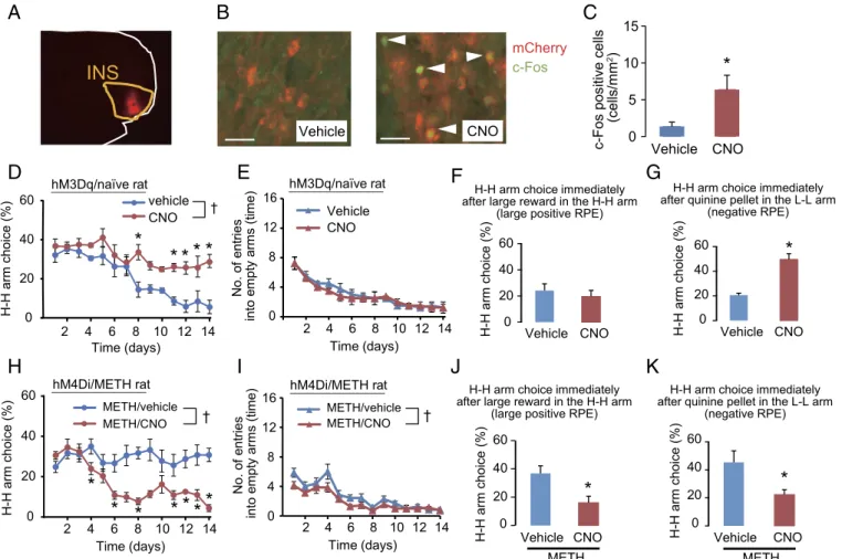 Fig. 5. Manipulation of neural activity in the INS using the DREADD technology resulted in alterations of arm choice behavior in the gambling test in normal and METH-treated rats