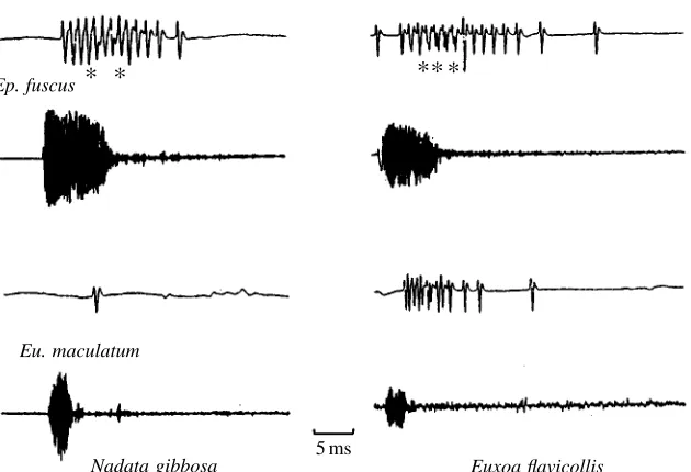 Fig. 2. Representative oscillograms (upper tracesin each set) of the auditory nerve responses of aninsensitive moth, Nadata gibbosa and a sensitivemoth, Euxoa ﬂavicollis to the echolocation calls(lower traces) of the two bat species (Ep