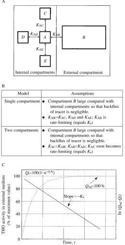 Fig. 4. The theory and practice of apparent water permeability (AWP)calculations. Please refer to the Appendix for a more detailedamount of tracer at time gives AWP; description