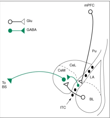 Figure 1. Illustration of one of the proposed mechanisms for prefrontal downregulation of amygdala output (as studied in the rat)