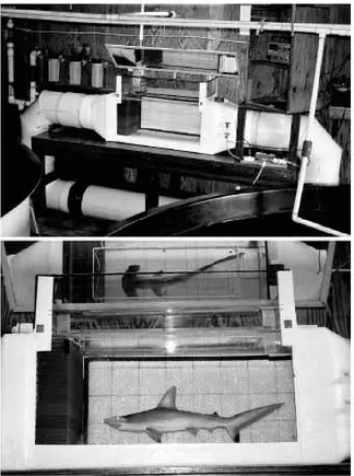 Fig. 1. A Brett-style ﬂume-respirometer (volume635l) used to swim juvenile scallopedhammerhead sharks