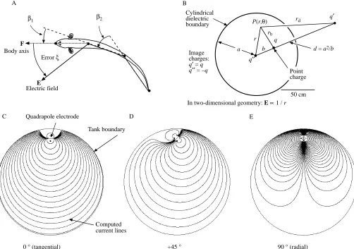 Fig. 3) or Brachyhypopomus diazi (see Figs 5, 6) through thetwo D/A converters simultaneously, but the amplitude of thesignal sent through to the x-axis pair was scaled by sinθ while