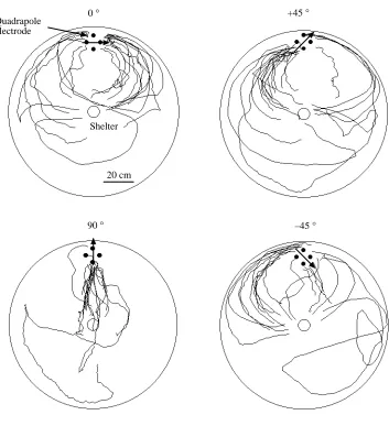 Fig. 4. Superimposed tracks of anindividual The simulated angle is indicated by anarrow on each plot