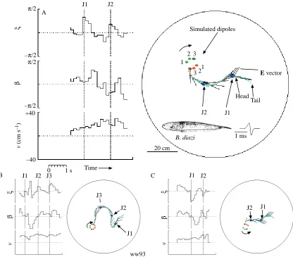 Fig. 5. The effects of sudden jumps in the simulated dipole angle are plotted for three representative approaches (A–C) for Brachyhypopomus diazithe electric ﬁeld (ﬁsh turns to the left to correct for this
