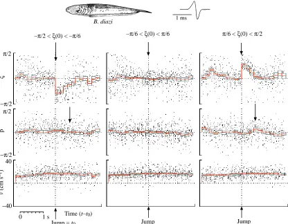 Fig. 7. Results of 40 jump experiments with Gymnotus carapotwo measures. A signiﬁcant positive correlation between bend anderror [positive r(produce positive bends while negative errors produce negative bends.ξshowing the cross correlation, r(τ)=ξ(t)×β(t), between the error angle,, and the bend angle, β, plotted against the delay τ (in s) between theτ) values] indicates that positive errors tend toThe peak cross correlation occurs at a delay of approximately 0.33 s.