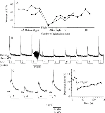 Fig. 2. The response of ﬂexor tibiaemotoneurones to fCO stimulation isaltered after ﬂight motor activity