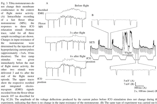 Fig. 1C,D). The amplitude of the voltage deﬂections produced by the current pulses before fCO stimulation does not change during theexperiment, indicating that there is no change in the input resistance of the motoneurone