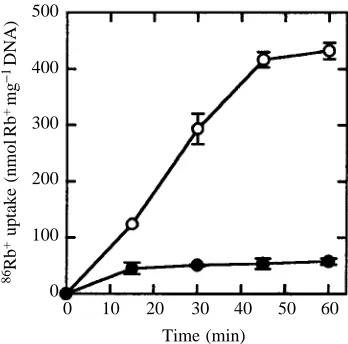 Fig. 1. Time course of 860.1 mmol ldifferent periods either with (mean (±1 Rb+ uptake by trout hepatocytes
