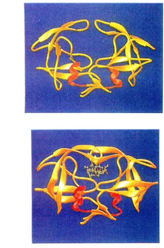 Figure 2.5: Computer generated images87 of the structure of native IDV protease (top) versus inhibitor (MVT 101)-bound IDV protease (bottom)