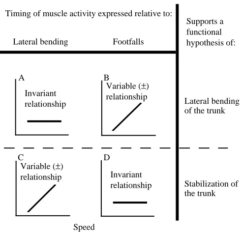 Fig. 2. A summary of the analysis of axial muscle function performedin this study. Timing of muscle activity (muscle EMG onset andcoupled (see Results), the activity of a given muscle should becoupled to one set of kinematic variables, but be uncoupled to 