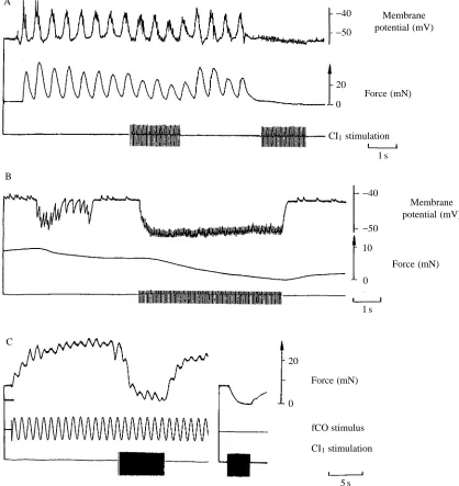 Fig. 7. (A) Intracellular membrane potential (upper trace) of a triply innervated muscle ﬁbre in the middle region of the extensor tibiae andforce (middle trace) of the main muscle (directly measured) in response to sinusoidal fCO stimulation (not shown) a