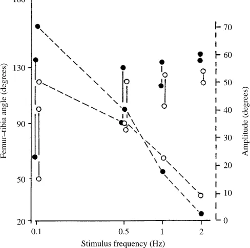 Fig. 9. Movement of the tibia in response to a 350µconsecutive series of experiments on one animal