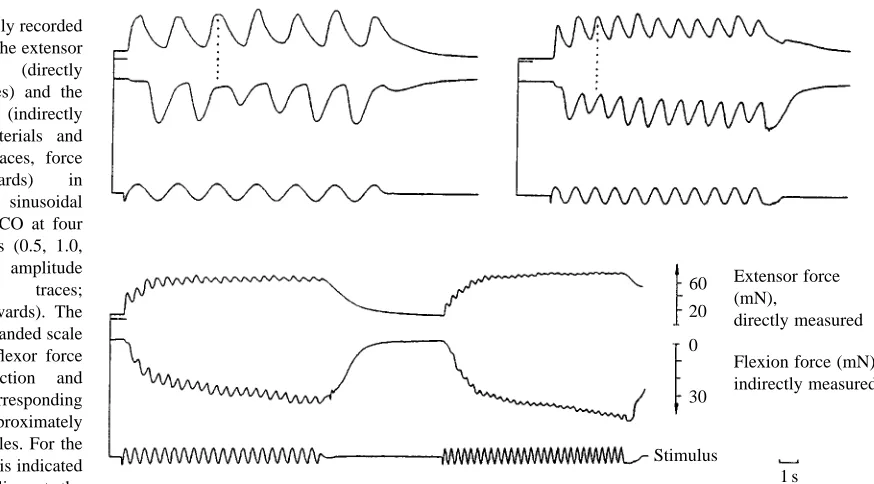Fig. 3. Simultaneously recordedforces produced by the extensor