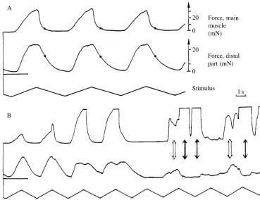 Fig. 5. Extensor tibiae forces evokedby triangular stimulation of the fCO(relaxation downwards) recordedseparately but simultaneously fromthe main and distal regions of themuscle (other details as in Fig