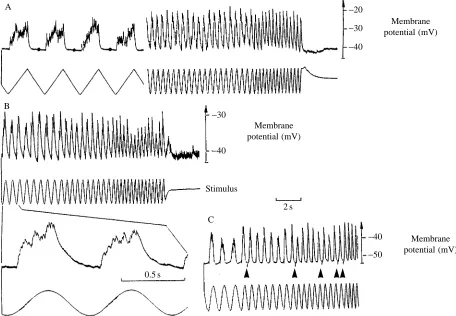 Fig. 6. Intracellular recordings of membrane potentials (upper traces) of three dually innervated muscle ﬁbres (SETi- and CI1the distal posterior row of the extensor tibiae muscle during stimulation of the fCO (lower traces)