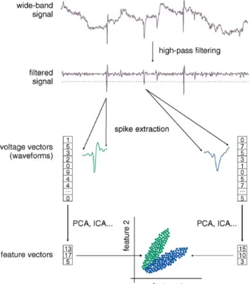 Fig. 1. Processing of electrophysiological spike data. First, wide-band continu- continu-ous brain signals are high-pass filtered and thresholded to detect putative action potentials (‘spikes’); waveforms are extracted around the peak of each spike.