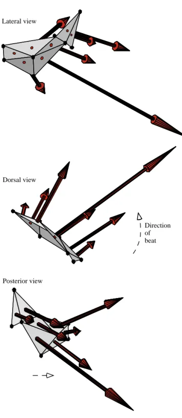 Fig. 10. Three-dimensional view of instantaneous triangle movement vectors for a single representative individual