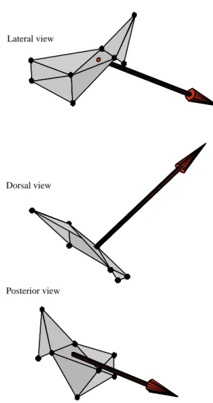 Fig. 11. Three-dimensional view of instantaneous triangle movement vectors (for one representative individual) summed over all triangles to produce the total scaled movement vector approximately 0.05 s into the beat depicted in Fig