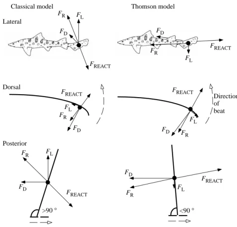 Fig. 1. Schematic summaries of two models (classical and Thomson) depicting the forces acting on the shark tail during locomotion from three views: lateral, dorsal and posterior