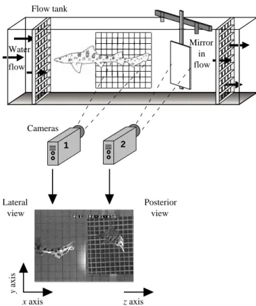 Fig. 2. Schematic diagram of the working section of the laboratory flow tank in which sharks were video-taped using two video cameras