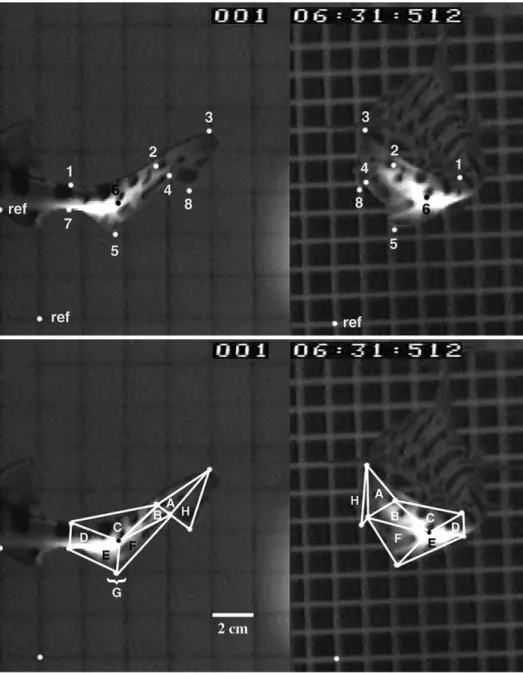 Fig. 3. Images from the two-camera video recording system with the landmarks (1–8) shown in both the lateral and posterior views (above), and the points joined to form the triangles (A–H) for analysis, shown below