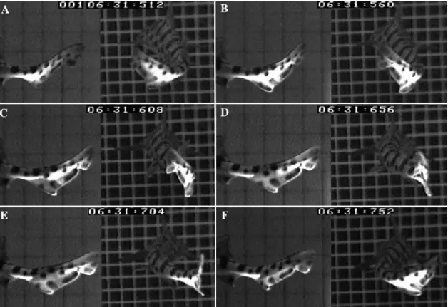 Fig. 5. Composite video sequence of the tail beating from the leftmost extreme (A), crossing the midline of the beat (C and D), and beating to the rightmost extreme or maximum lateral excursion (reached in E and F)