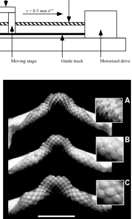 Fig. 2. The tooth grip tenacityapparatus used to measure the forcerequired to break the grip on thepectoral ﬁn by the jaw