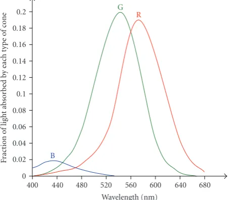 Figure 2: Sensitivity of the cones.