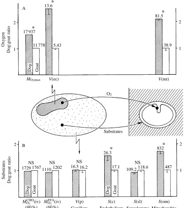 Fig. 4. Comparison of microvasculartransport of oxygen (A) and substratesexercise intensity of 60 % morphometric data are from Table 2,where symbols and units are given.M(B) to muscle cells with relevantmorphometric parameters forcapillaries and mitochondr