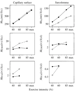 Fig. 5. Flux densities for oxygen, glucose and fatty acids at thecapillary endothelial and sarcolemmal diffusion barriers in relation toand morphometric data are from Table 2