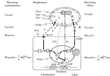 Fig. 1. Model for structure–functionOXCMV(ec)V(p)S(c)SL(sl)(enj)(mt)CGLUTCO2O2H+ADP +PiATPOxidationCarbohydrateHbCgluc(p)Cgluc(in)MorphometrythePhysiologyLipidPhysiology(carbohydrates)M˙ CHO(iv)VGSKCMM˙ CHO(mt) =61M˙ CHO2C, concentration of glucose (gluc) 