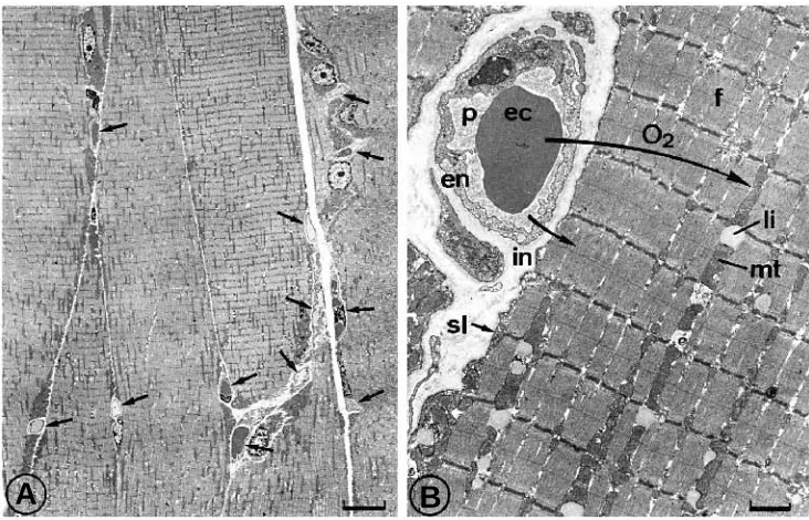 Fig. 2. Transmission electronmicrographs from isotropic uniformrandom (IUR) sections of dog tricepsmuscle