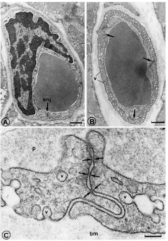 Fig. 3. Electron micrographs of capillaries in dogtriceps muscle. (A) Capillary cross section withendothelial cell nucleus (n) and one endothelialjunction (enj)