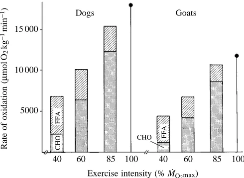 Fig. 3. Rates of oxidation of glucose (CHO) and fatty acids (FFA) atpathways from vascular and intracellular substrate pools