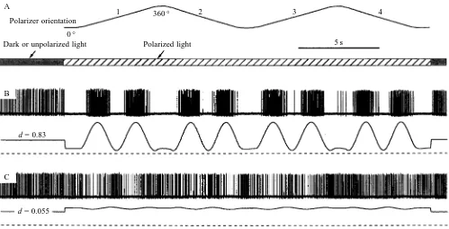 Fig. 1. Response of a dorsal rim photoreceptor to plane-polarized and elliptically polarized light