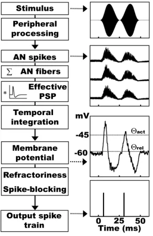 FIG. 2.2: Model processing scheme: An acou- acou-stic stimulus (right panel, top) traverses the peripheral processing models resulting in  si-mulated AN activity (the corresponding  ac-tivity of three exemplary AN fibers is shown in the upper middle of the