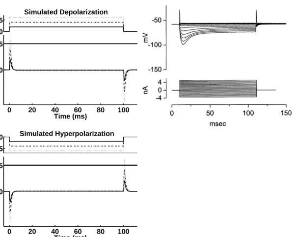 FIG. 2.6: Upper left panel: Simulated depolarizing currents of different strengths (top) and the corresponding model membrane potential (bottom)